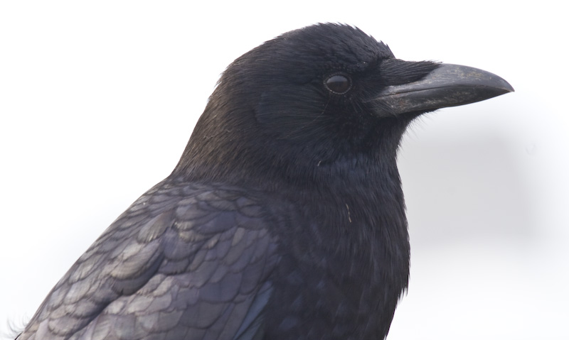 Common Raven